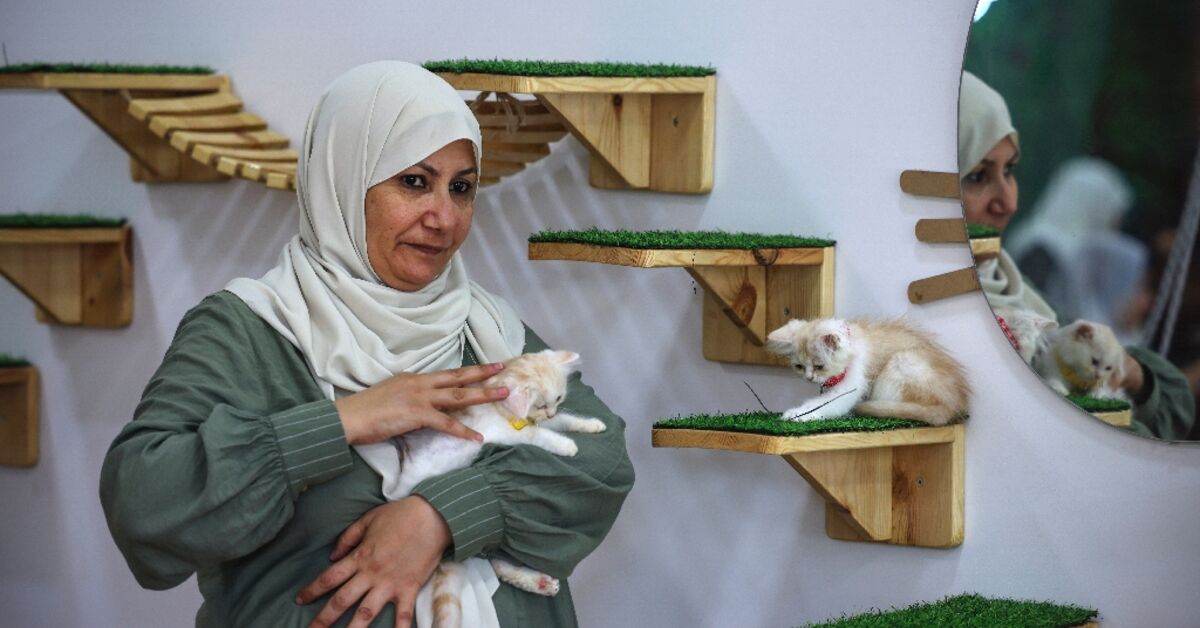 Katzencafé bringt Pfotenfreundlichkeit in den kriegsgebeutelten ...