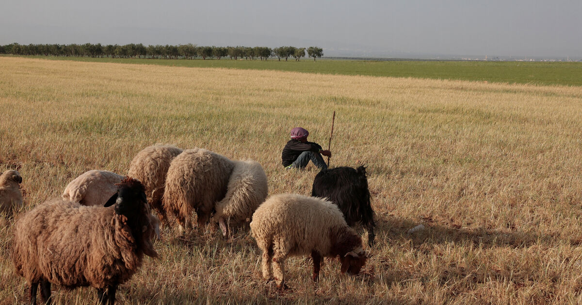 Rain ends drought in Syria but many farmers skip planting