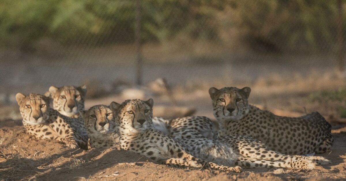 Somaliland Sanctuary Rescues Cheetahs From Illegal Trade