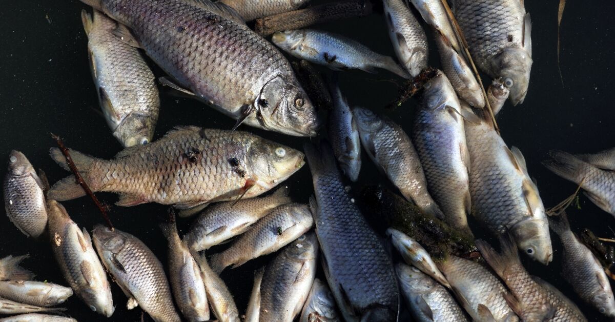 Iraq fish die-off leaves farmers mourning lost livelihoods