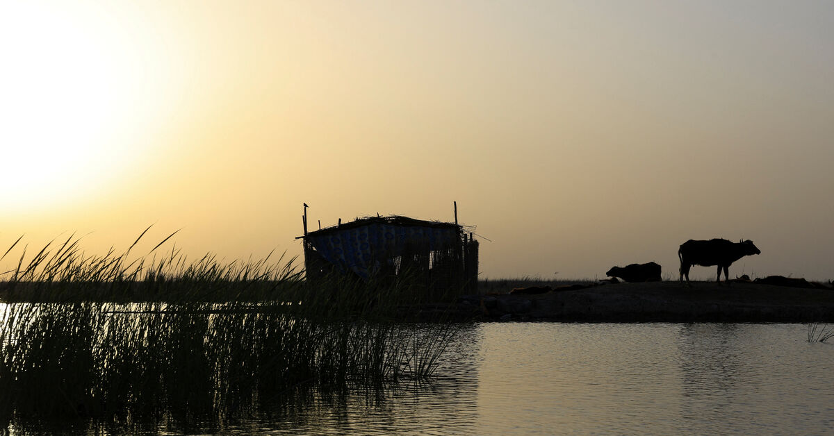 Iraq's Historic Marshes Revive as Water Levels Rise After Drought