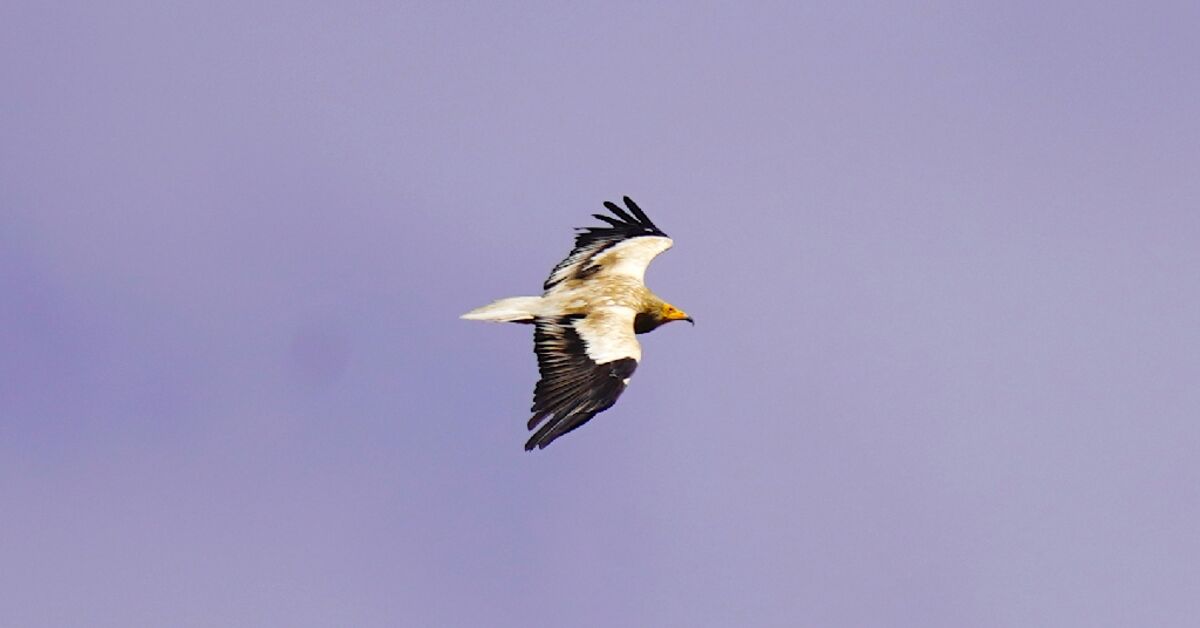 War imperils rare vultures' yearly odyssey to the Balkans