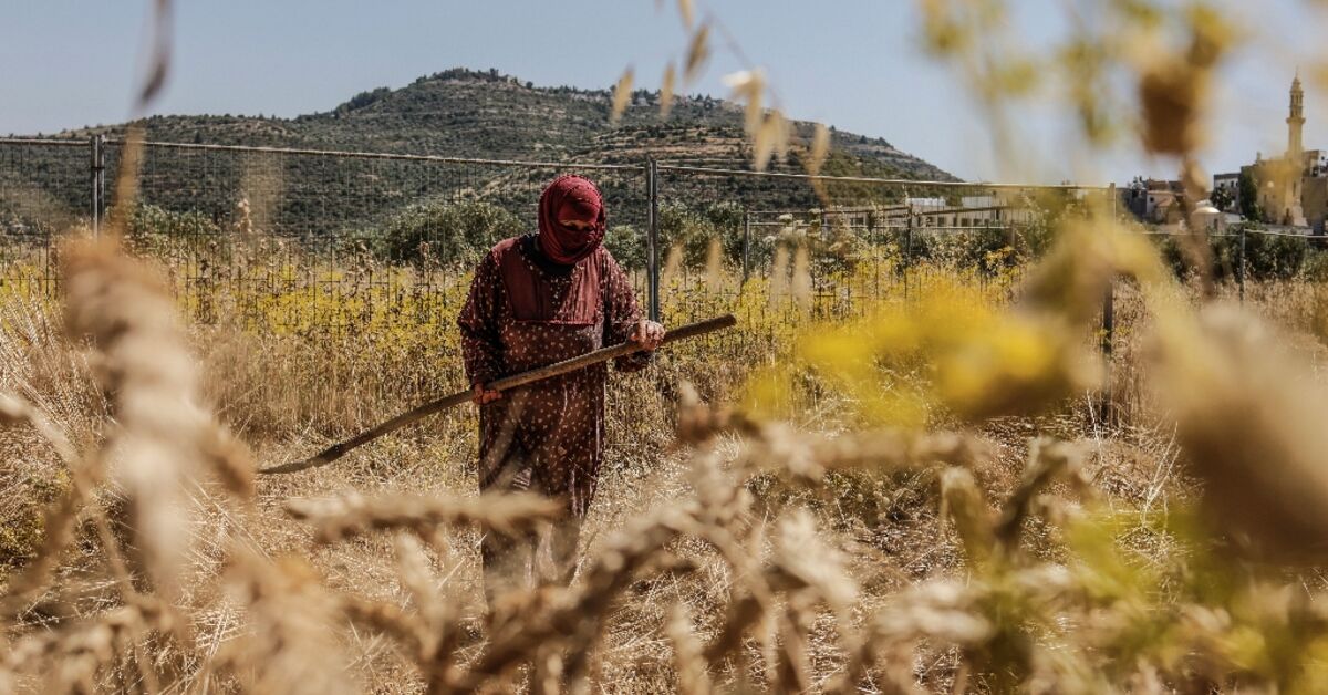 Facing settler violence, Palestinian farmers race to harvest