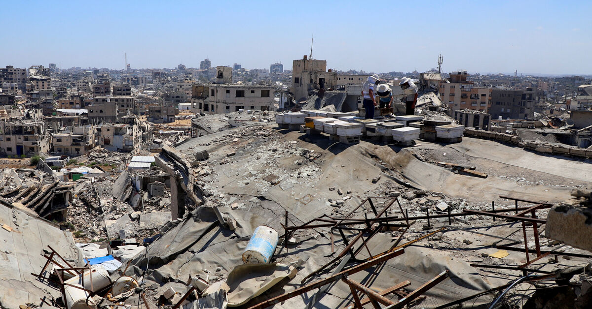 With fields destroyed and hives lost, Gaza's beekeepers struggle to start over