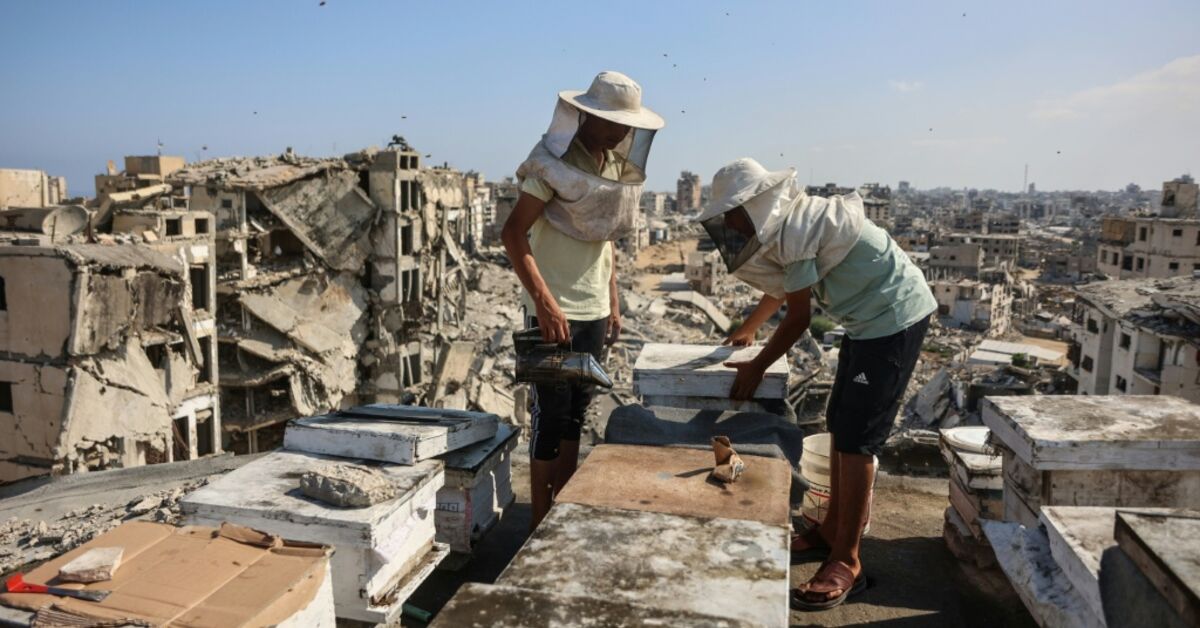 Gaza beekeeper tends hives atop ruins of bombed city