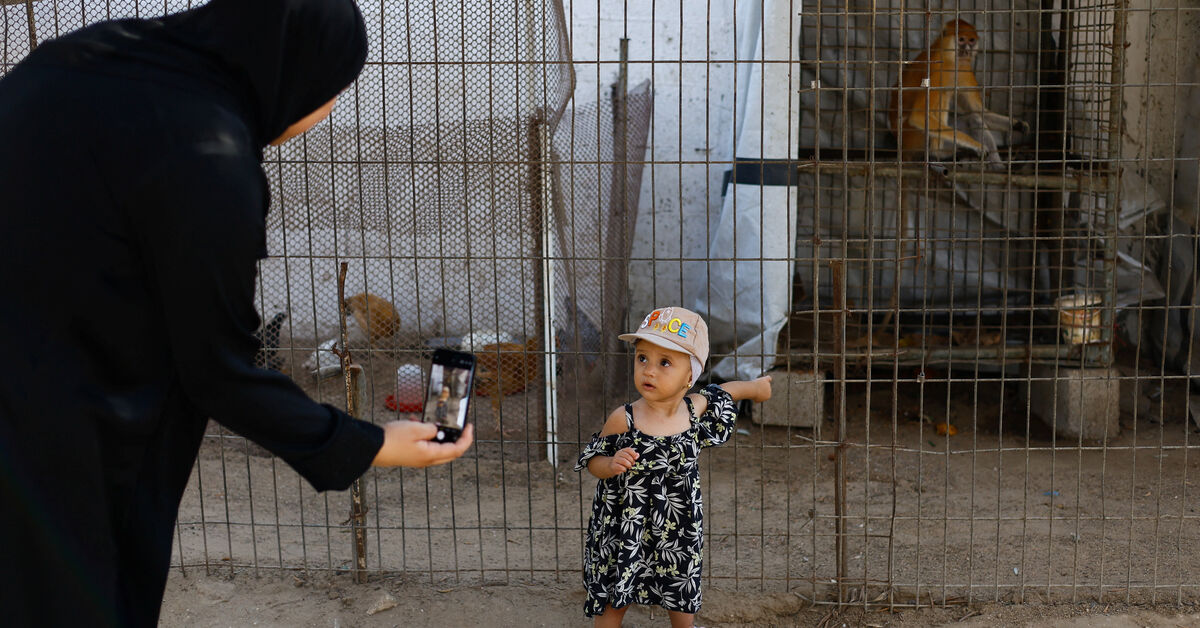 Gaza zoo animals deteriorate as war cuts off food and care