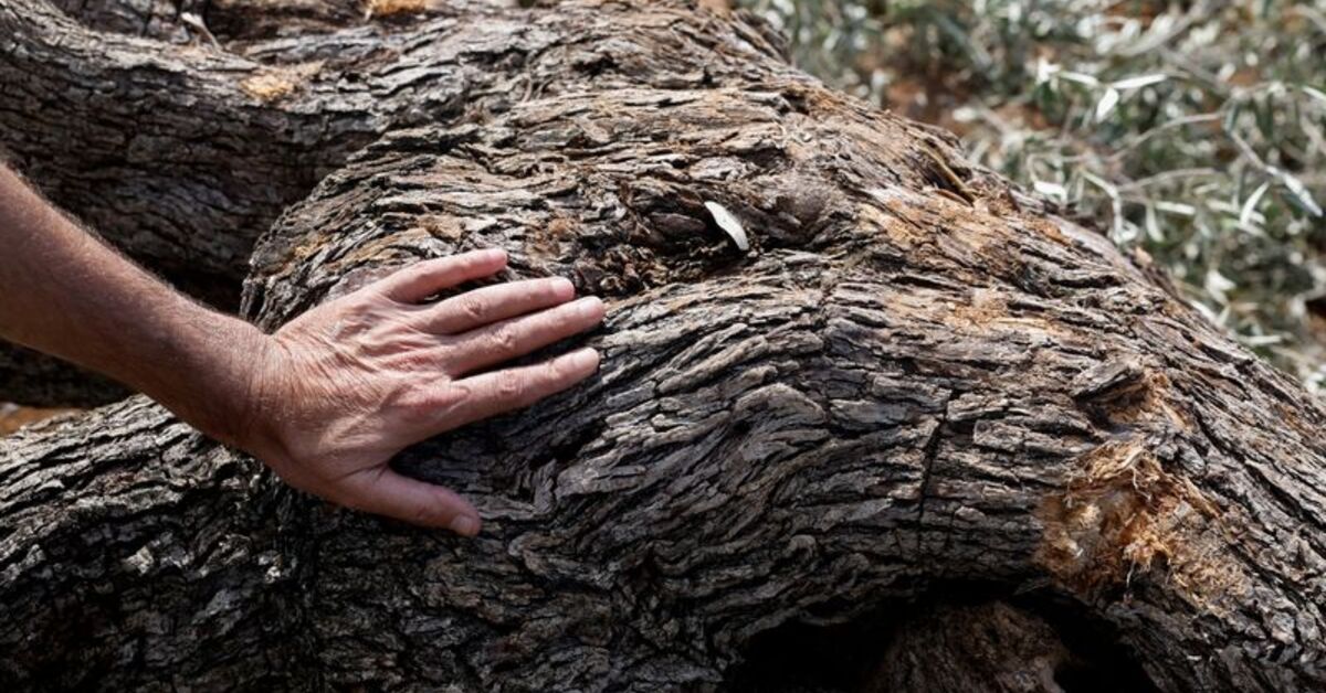 Israeli bulldozers smash Palestinian olive trees ahead of annual harvest