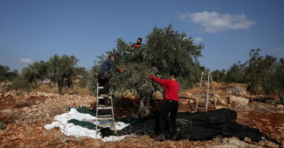 Israeli settlers steal Palestinians' olives as attacks on harvest grow more violent