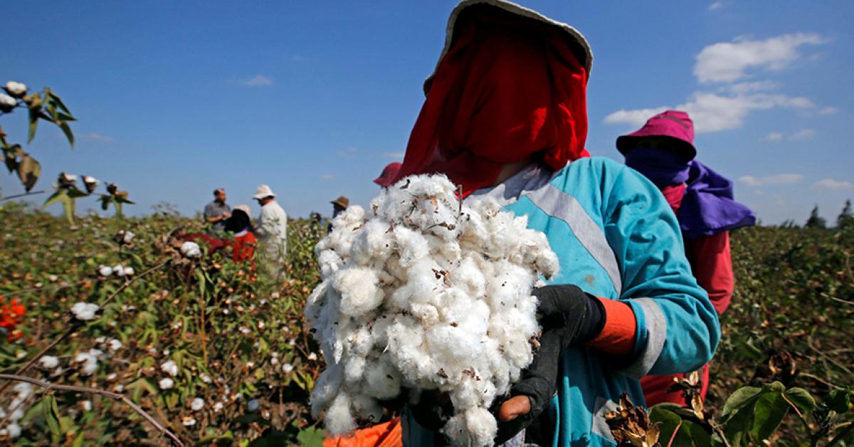 Cotton revival could keep Egypt’s economy spinning - Al-Monitor ...