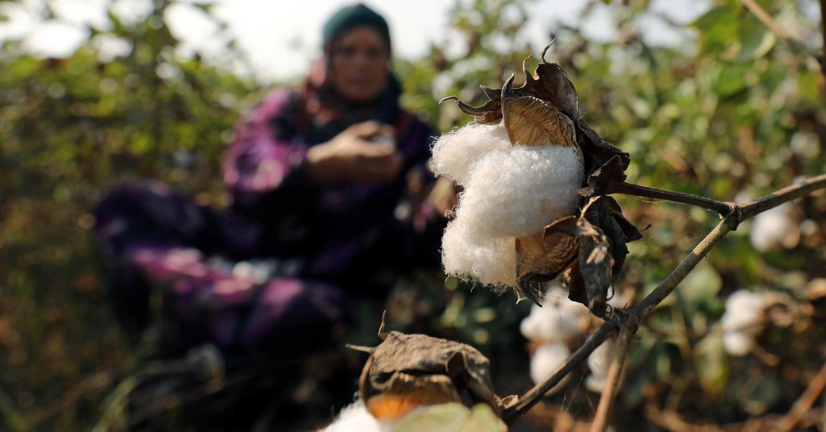 Egypt to sell valuable cotton land to bolster the textile industry AlMonitor The Middle