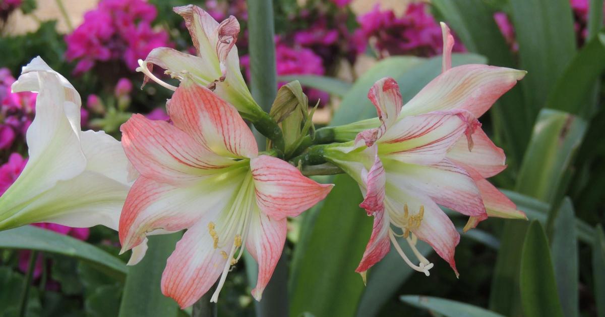 Can Egypt's floral industry bloom in whole region? AlMonitor The