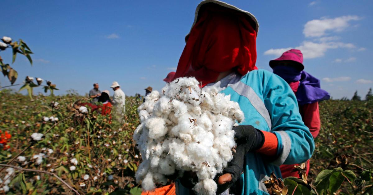 Why farmers reject Egypt’s new cotton trade strategy AlMonitor The